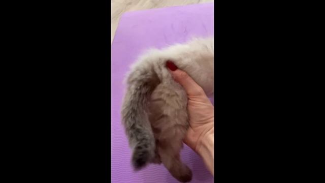 Котята питомника кошек  ОБОЖАНИЕ