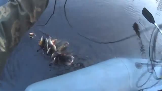 Пять минут ведро окуня! Ночь у костра! Забрались в ГЛУХУЮ ТАЙГУ! Щуки с большими глазами смотреть онлайн