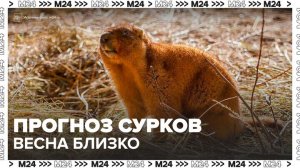 В Тульской области сурки предсказали раннюю, но морозную весну - Москва 24