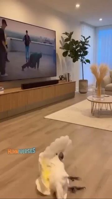 Одно утро, два настроения!