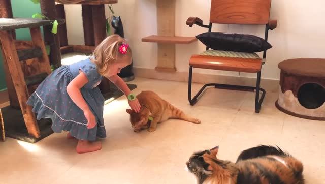 Котики пытались подружиться с Настей в Кошачьем Кафе смотреть онлайн