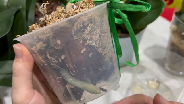 Ракетное топливо для орхидей. Первая обреботка смотреть онлайн