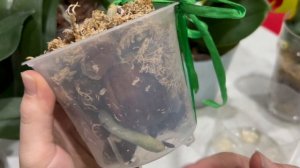 Ракетное топливо для орхидей. Первая обреботка