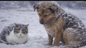 ТВОРИ ДОБРО!