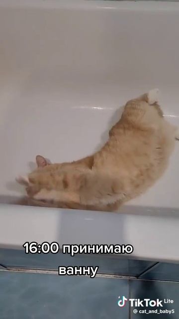 РАСПОРЯДОК ДНЯ.