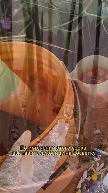 Голландский ирис от луковицы до цветка: как вырастить?  #ирис #ирисы