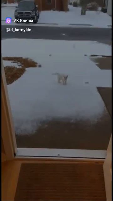 A story about animals 🐱 смотреть онлайн