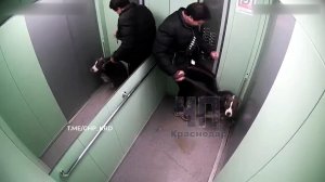 В Краснодаре волонтеры ищут собаку, избитую хозяином в лифте многоэтажки