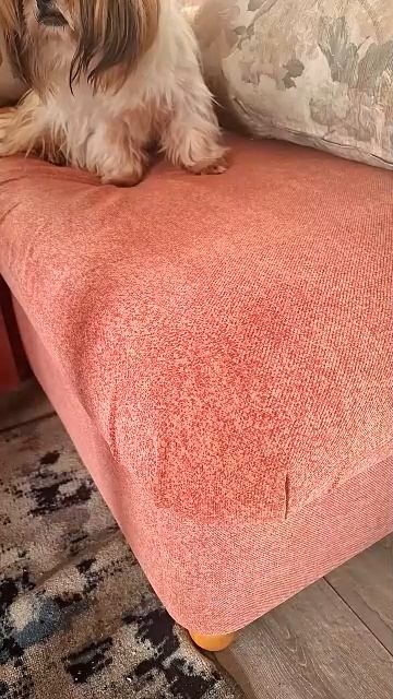 Утро, наполненное любовью: забота о ши‑тцу».