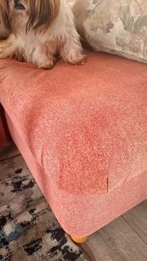 Утро, наполненное любовью: забота о ши‑тцу».