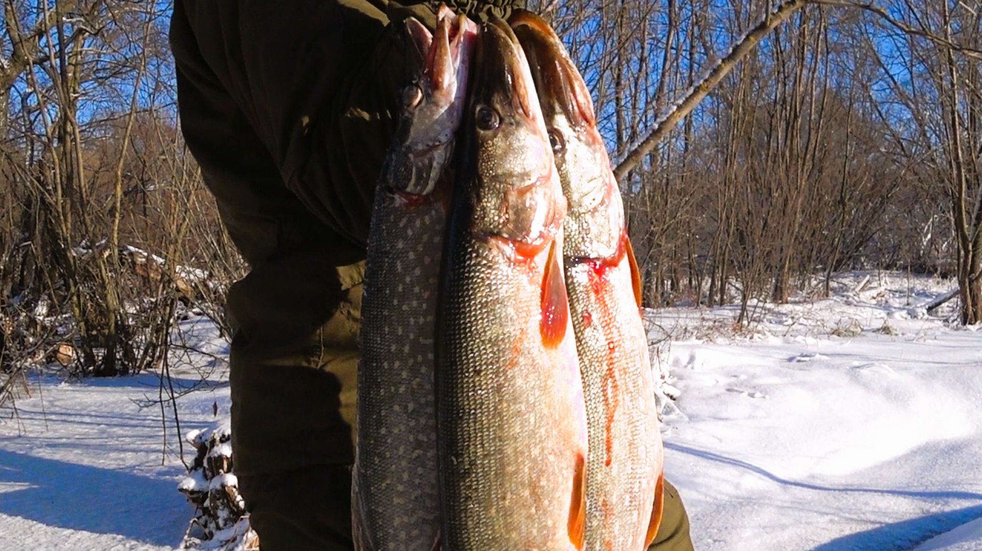 Ого...В ЭТОМ БОЛОТЕ КИШАТ ОГРОМНЫЕ ЩУКИ!!! НЕ УСПЕВАЮ ПРОВЕРЯТЬ жерлицы вот это глухозимье. смотреть онлайн