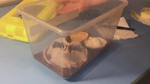 МОЙ МАДАГАСКАРСКИЙ ДОМАШНИЙ ТАРАКАН.