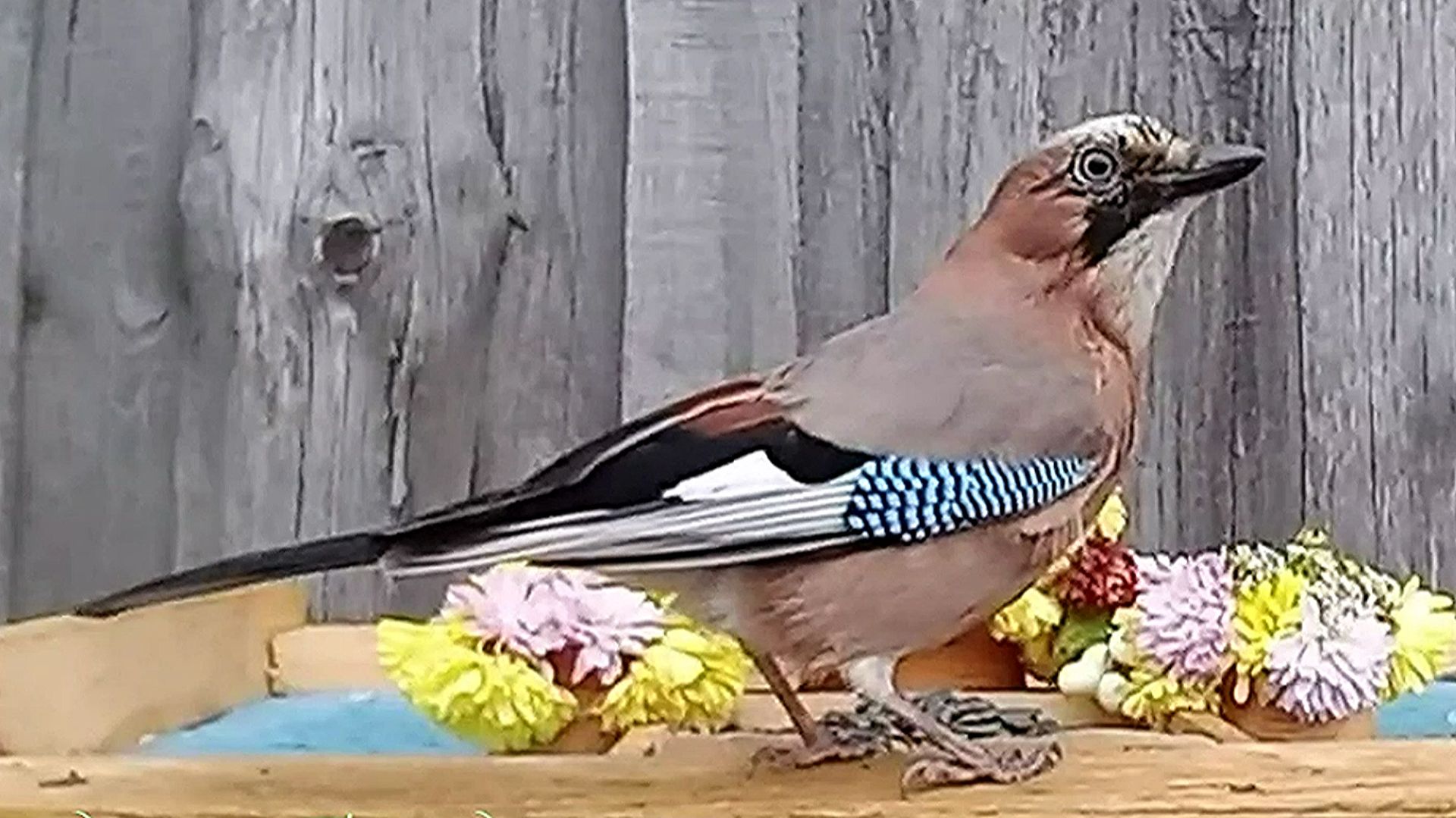 Сойки посещают кормушку