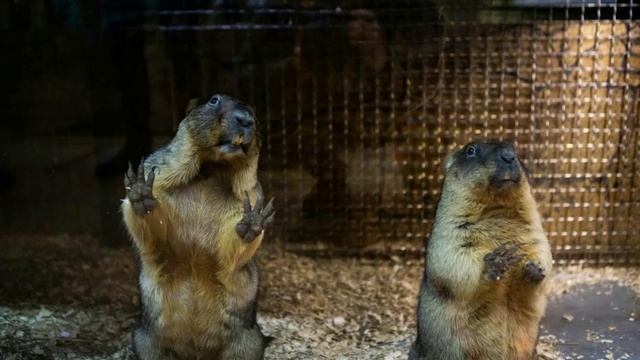 Тульские сурки Сережа и Наташа предсказали раннюю, но морозную весну.