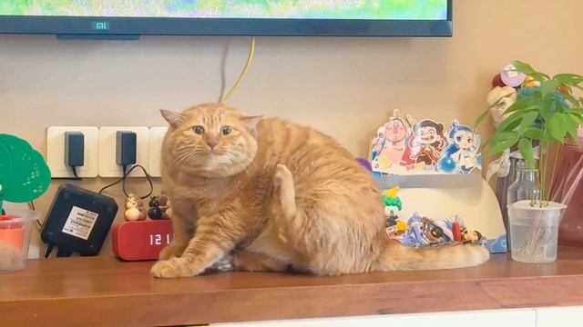 2025-11-23 07.39.24-Video-一坨元宝-救…救救咪吧#大胖橘 #大橘