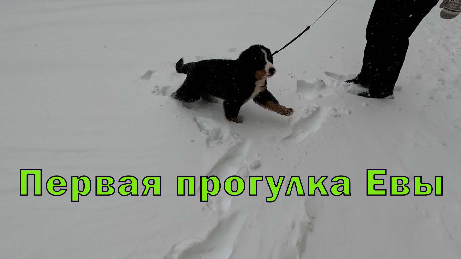 Первая прогулка. Щенок Ева бернский зенненхунд первый раз выводится на прогулку.