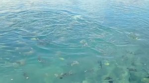 ЛОВЛЯ РЫБЫ В МОРЕ