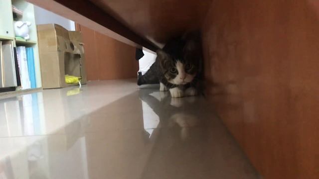 2025-12-28 16.51.59-Video-几维-#猫咪猫咪猫咪猫咪