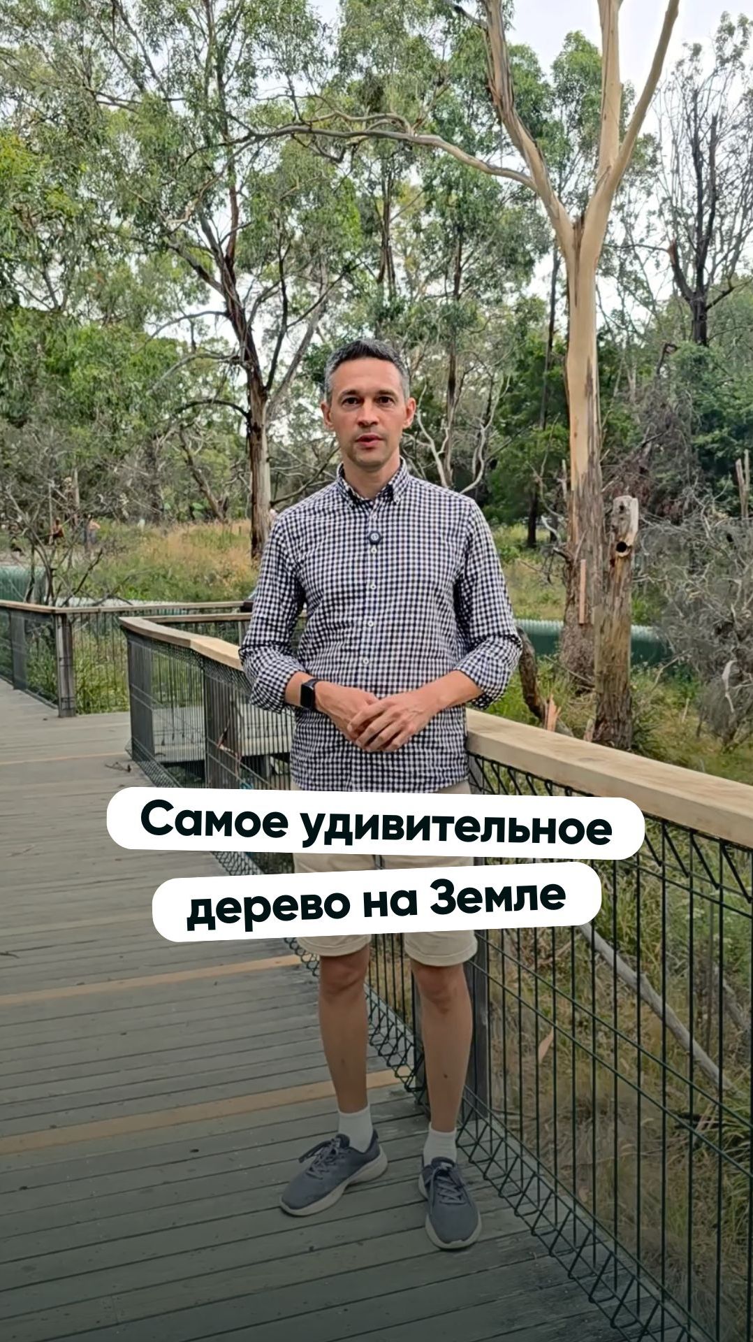 Самое удивительное дерево на Земле