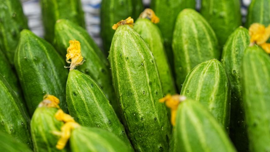 Лидер месяца по росту цен: почему в России подорожали огурцы смотреть онлайн