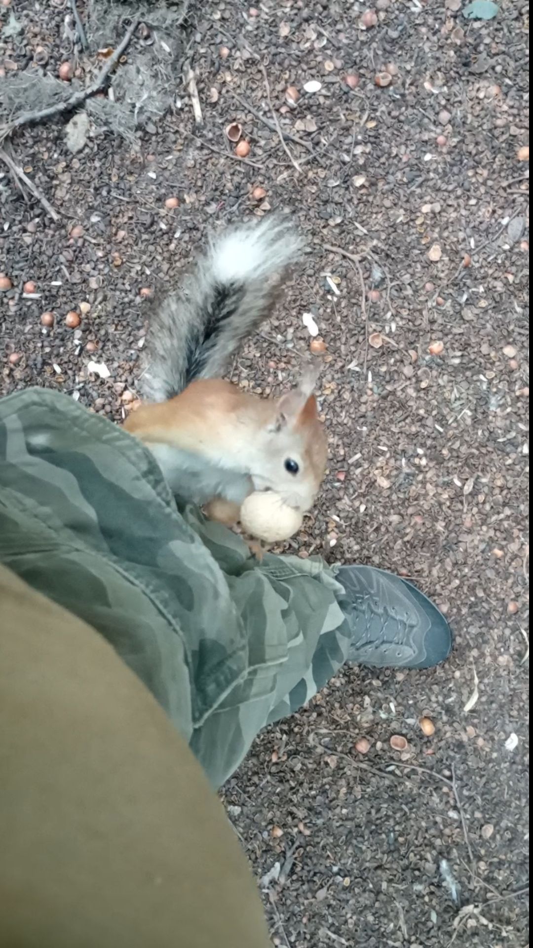 Балерина пришла за орехом. Июль 2023