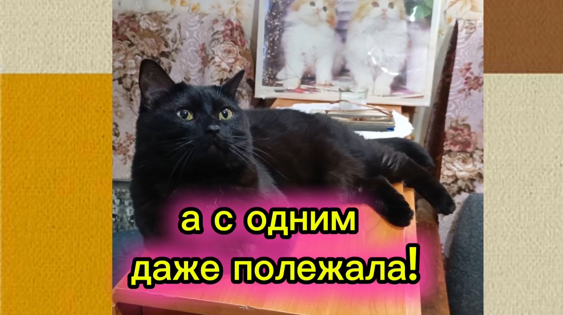 КОШКИ С ОЗВУЧКОЙ. смотреть онлайн