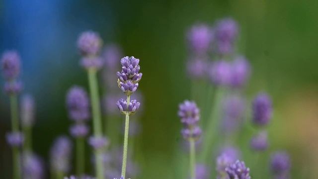 Красивая музыка и цветы Красивая музыка и цветы