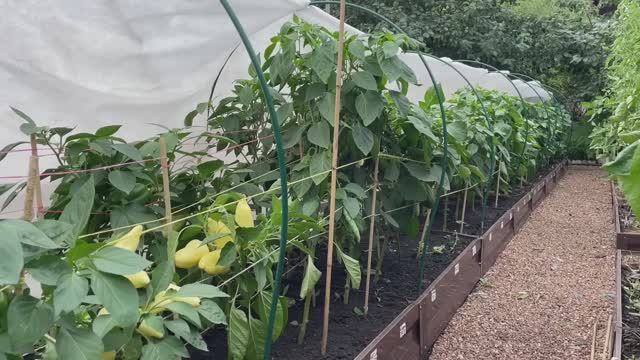 Формирование и ПОДКОРМКИ ПЕРЦА в ИЮЛЕ для обильного урожая! смотреть онлайн