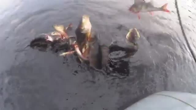 Пять минут ведро окуня! Ночь у костра! Забрались в ГЛУХУЮ ТАЙГУ! Щуки с большими глазами