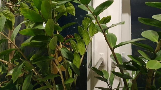 Что жалеть теперь... смотреть онлайн