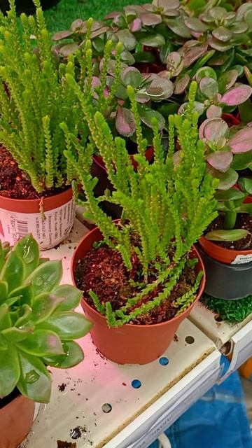 Растение с подвохом смотреть онлайн