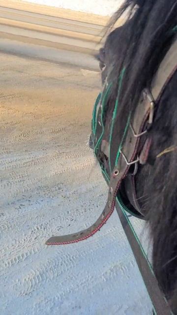 Никак не приучится до трассы орловец