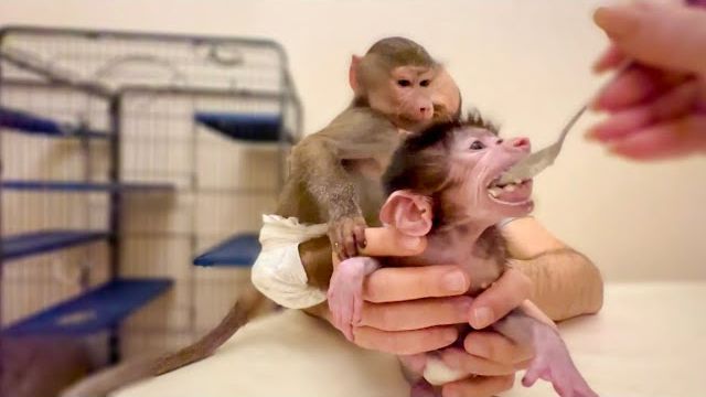 ЭТО НЕ ВОЗМОЖНО! Накормить одновременно Степу и Люсю так же сложно как БЛИЗНЕЦОВ! ЭТО НЕ ВОЗМОЖНО! Накормить одновременно Степу и Люсю так же сложно как БЛИЗНЕЦОВ!