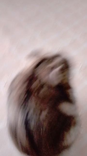 масяяяяяяяя