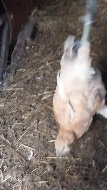 курица решила повесится!!! курица решила повесится!!!