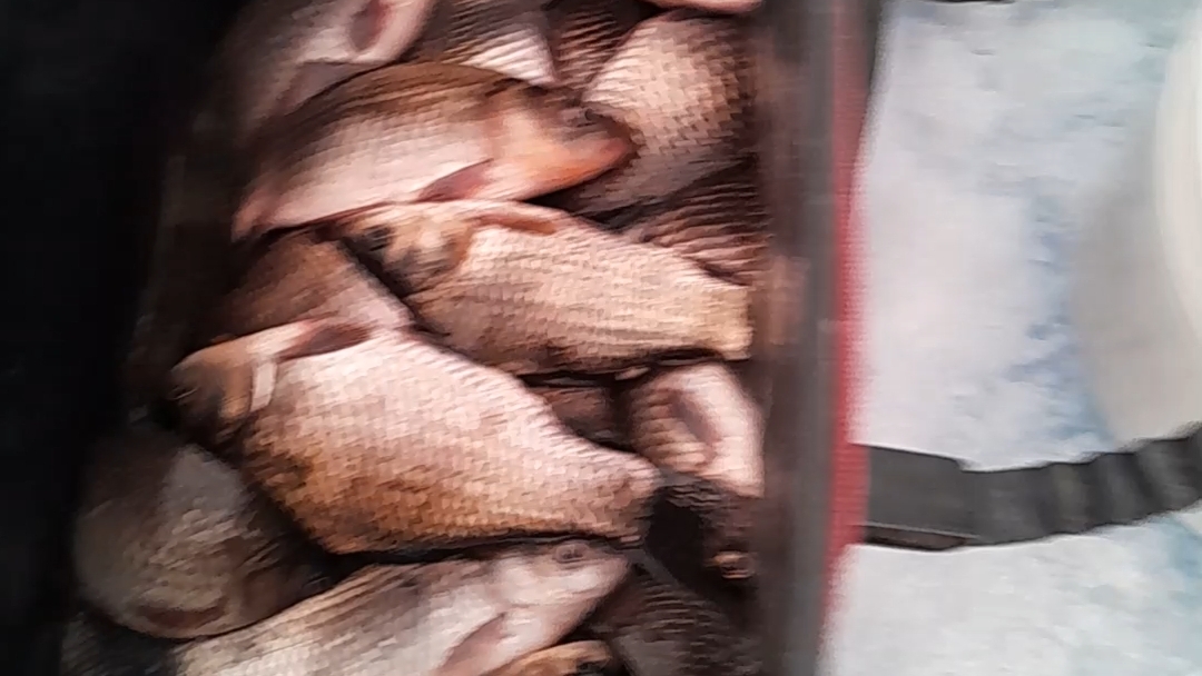 Рыбалка на карася зима 2026 #рыбалка #fishing #рыбалканакарася