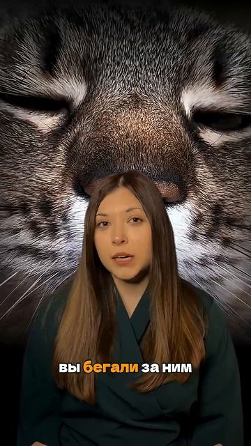 Кошка вам мстит? 😢 Как привычки формируют характер смотреть онлайн