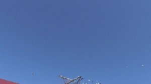 Мои бойные голуби в небе