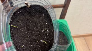 Как температура влияет на прорастание семян.