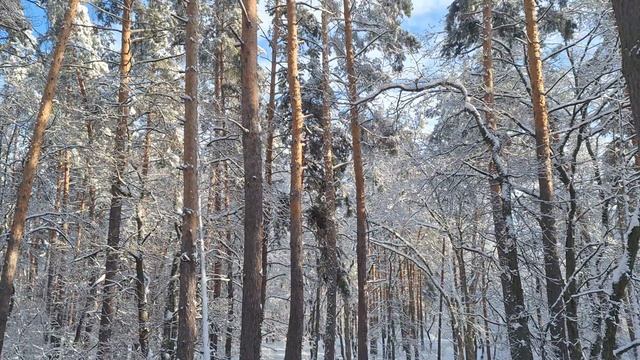 Русский Зимний Лес. Красиво и сурово смотреть онлайн