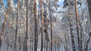 Русский Зимний Лес. Красиво и сурово