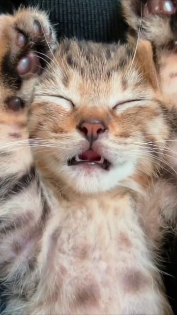 Смешные коты #107-5