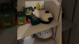 Маскируемся под булку