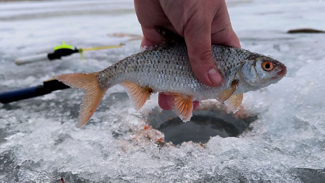 ОБАЛДЕТЬ! ЗИМНЯЯ РЫБАЛКА НА КРУПНУЮ ПЛОТВУ! ПОПАЛ НА ЖОР ПЛОТВЫ! РЫБАЛКА 2026 смотреть онлайн