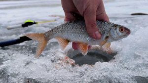 ОБАЛДЕТЬ! ЗИМНЯЯ РЫБАЛКА НА КРУПНУЮ ПЛОТВУ! ПОПАЛ НА ЖОР ПЛОТВЫ! РЫБАЛКА 2026