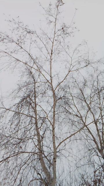 31-01-2026 берёзки