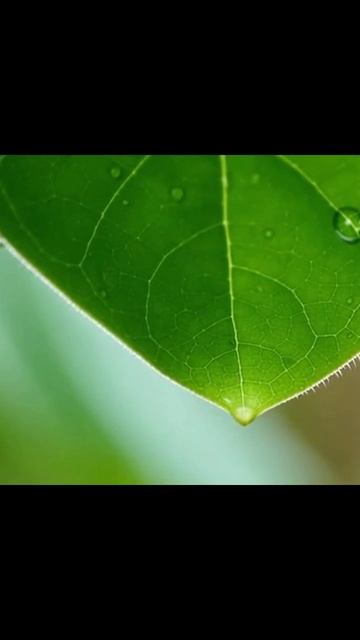 АСМР Природа SoothingSounds Soundscapes NatureTherapy