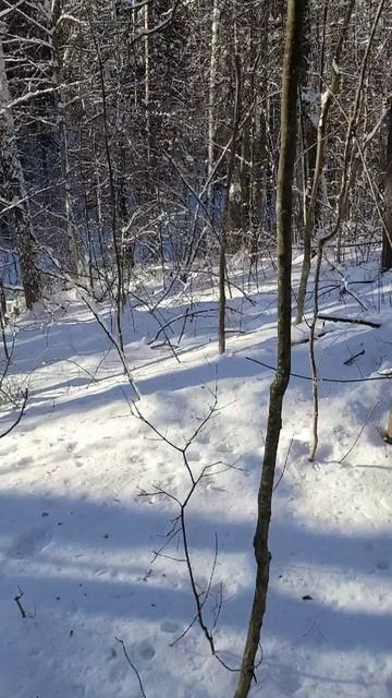 Еду проверять делянки на орловце