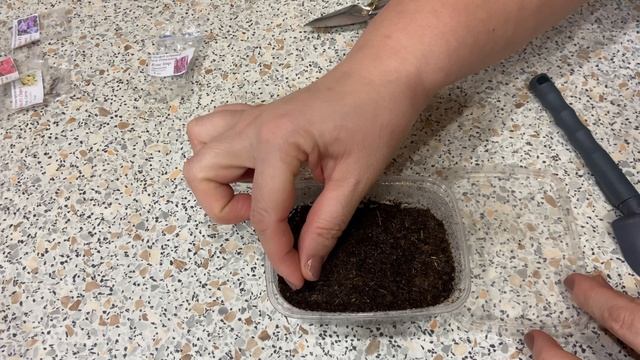 Шалфей дубравный New Dimension Rose 28.01.26