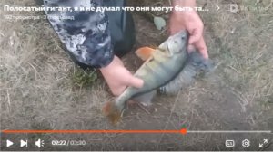 Полосатый гигант, я и не думал что они могут быть такими.Таких трофеев у меня еще не было